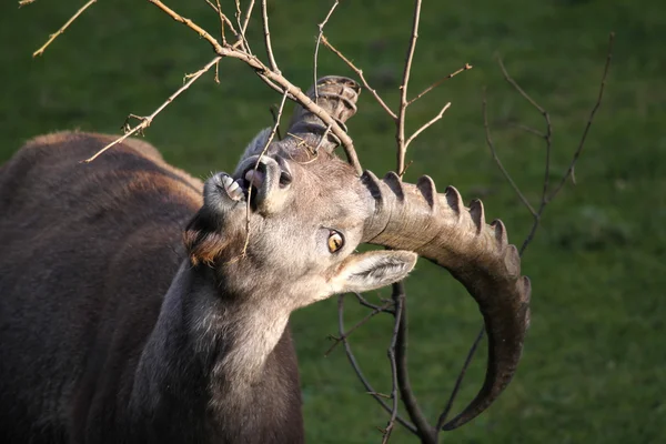 Ibex alpino — Fotografia de Stock