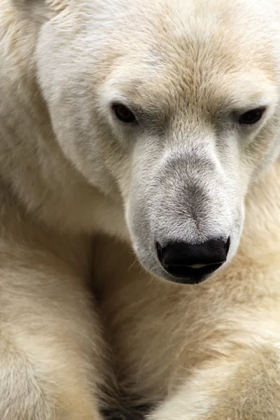北极熊 免版税图库图片