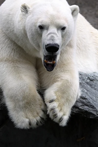 北极熊 — 图库照片#