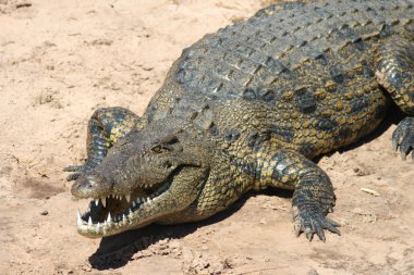 Nile Crocodile clipart