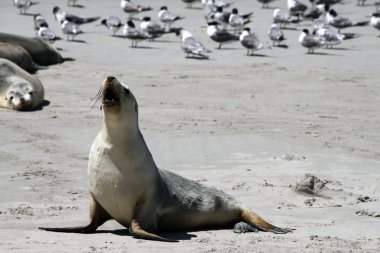 Avustralya deniz aslanı (Neophoca cinerea)