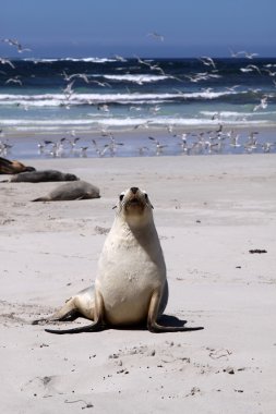 Avustralya deniz aslanı (Neophoca cinerea)