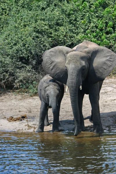 Giovani elefanti — Foto Stock
