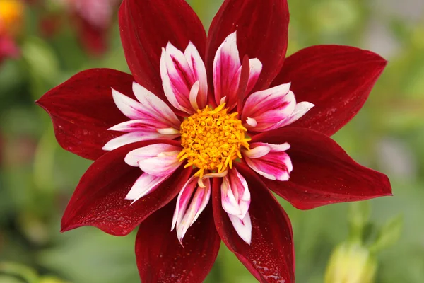 stock image Dahlia