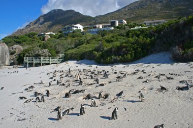 Boulder Beach. South Africa clipart