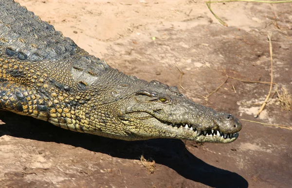 Нільський Крокодил — стокове фото