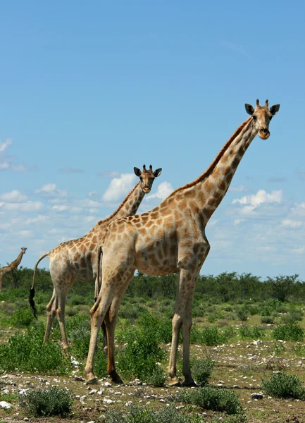 Namibijskie żyrafy — Zdjęcie stockowe