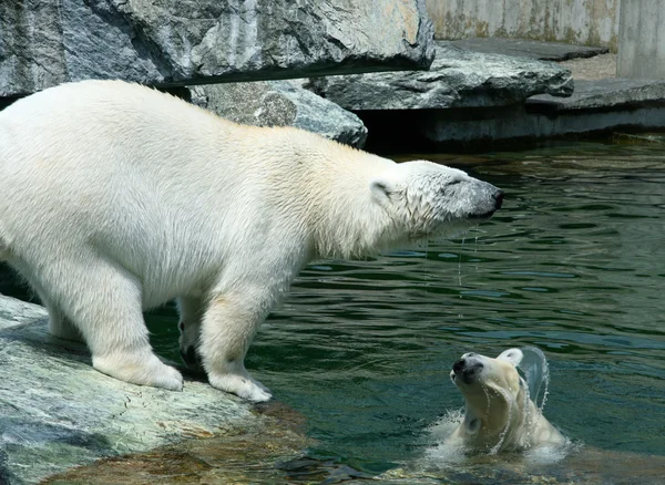 北极熊 — 图库照片