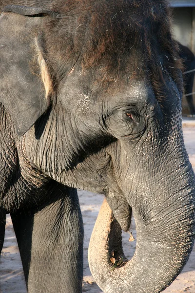 stock image Indian Elephant