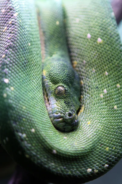 Árvore python — Fotografia de Stock