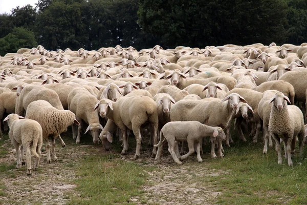 Herd of Sheep — Stock Photo, Image