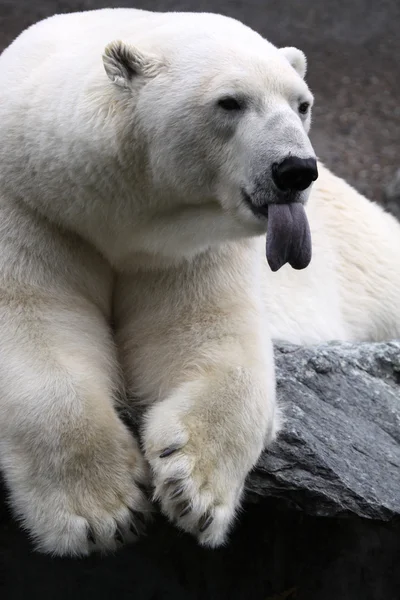 北极熊 — 图库照片#