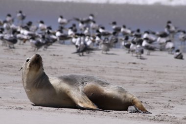 Seal (Neophoca cinerea) clipart