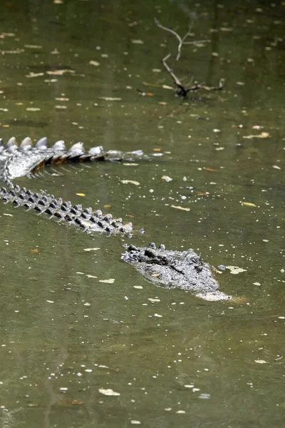 Freshie (Freshwater Crocodile) — Stock Photo, Image