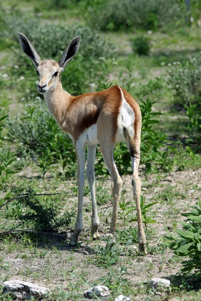Springbok — Stok fotoğraf
