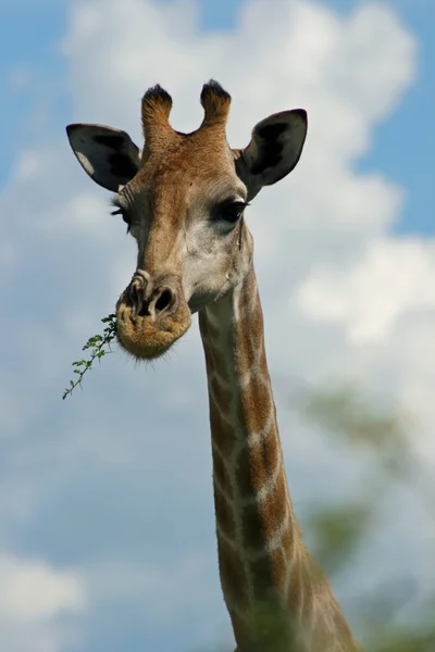Namibische giraffe — Stockfoto