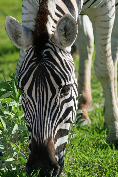 Vértes zebra — Stock Fotó