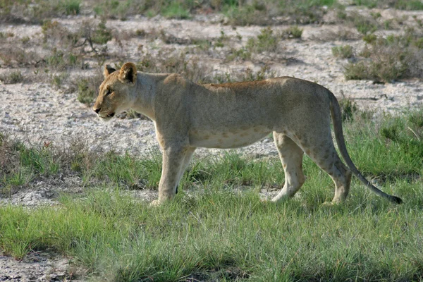 狮子。纳米比亚 — 图库照片