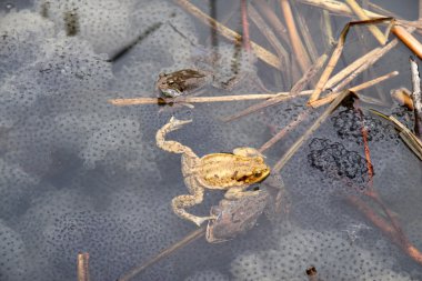 Common Toads (Bufo Bufo) clipart