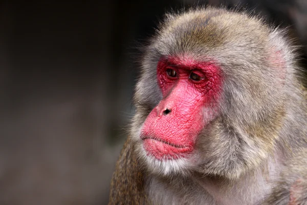 日本猕猴 — 图库照片