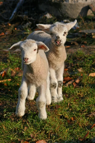 Newborn Lambs — Stock Photo, Image