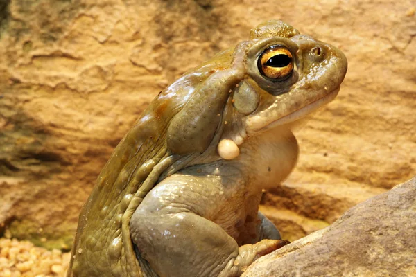 Colorado Toad — Stock Photo, Image