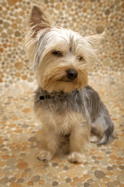Puppy Yorkshire Terrier — Stock Fotó