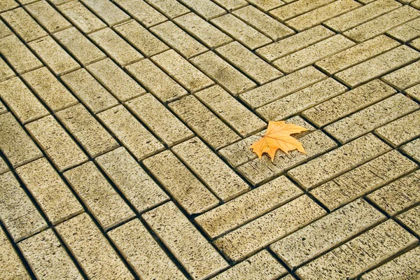 stock image First autumnal leaf