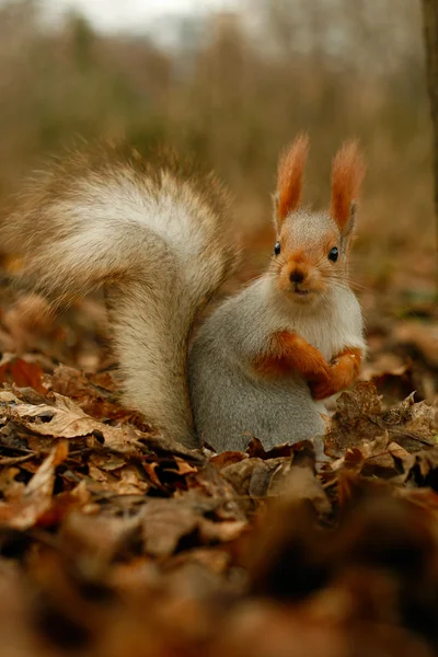 Esquilo. — Fotografia de Stock