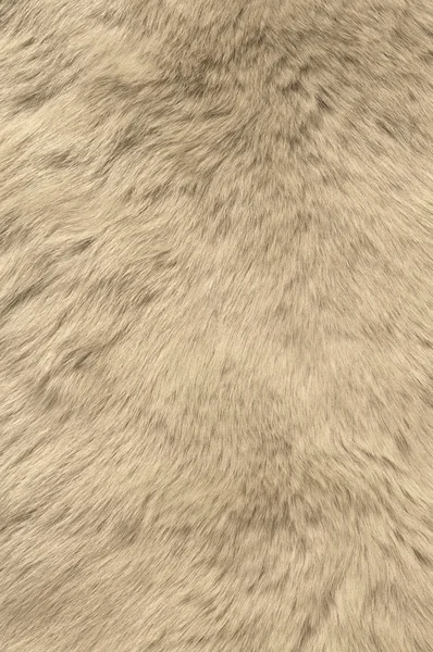 Текстура белого медведя . — стоковое фото