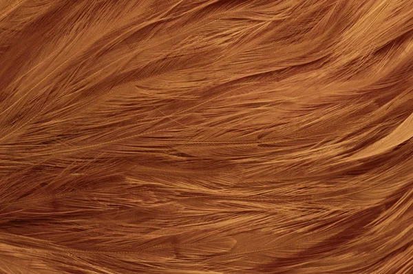 Textura Natural Penas Douradas Fundo Decorativo — Fotografia de Stock