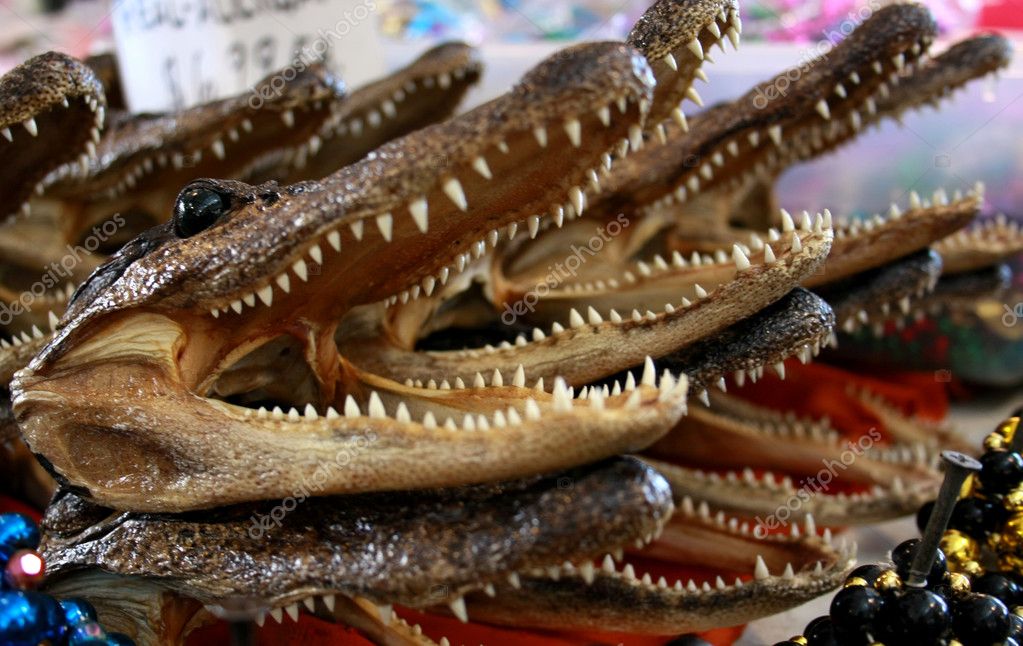 Pictures alligator heads Alligator Heads for sale — Stock Photo