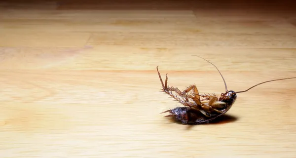 죽은, 먼지 투성이 바퀴벌레 로열티 프리 스톡 사진