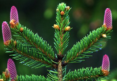 Female spruce cones clipart