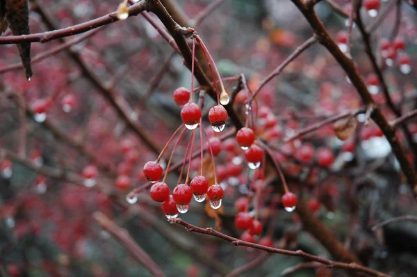 Czerwone jagody kapie deszczwzór pyłku uwięziony w krople deszczu — Zdjęcie stockowe