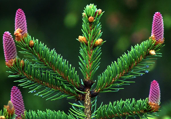 Female spruce cones — Stock Photo, Image