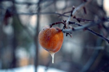 NET kahverengimsi apple ile küçük buz saçağı