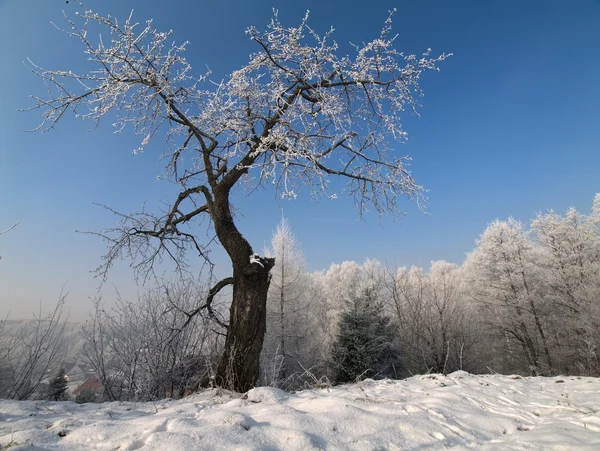 Wiśniowe drzewo pokryte śniegiem — Zdjęcie stockowe