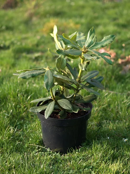 stock image Rhododendron