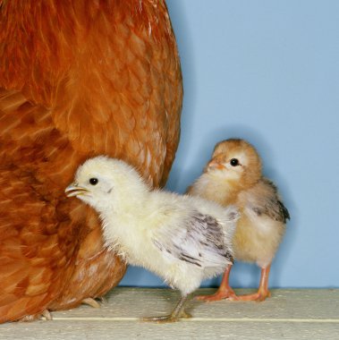 Baby chicks clipart