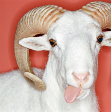 Cheeky ram clipart