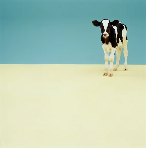 Γαλακτοκομική αγελάδα — Φωτογραφία Αρχείου