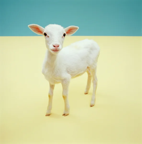 Kíváncsi bárány — Stock Fotó