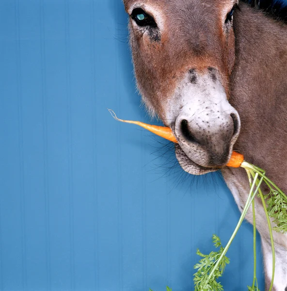 Stock image Donkey