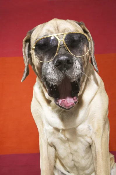 Engelsk mastiff hund — Stockfoto