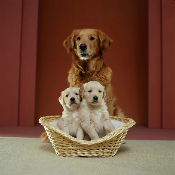 Av köpeği aile — Stok fotoğraf