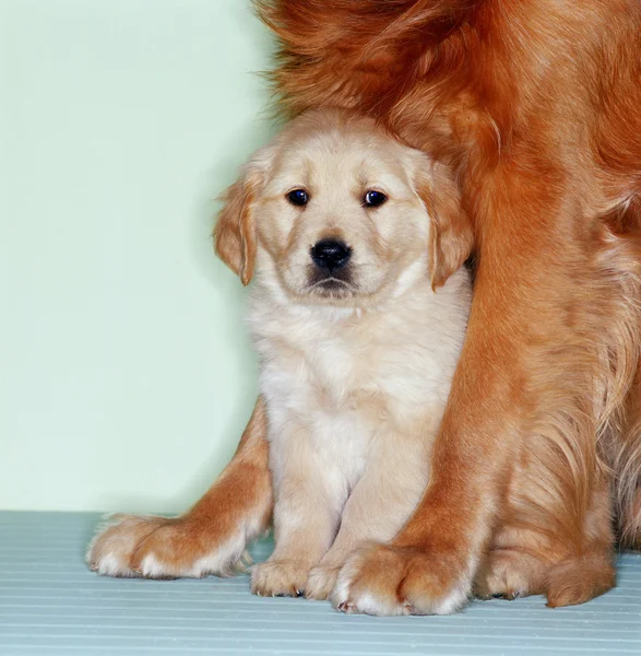 Av köpeği yavrusu ile — Stok fotoğraf
