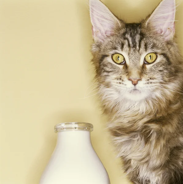 Kedi ve süt - Stok İmaj