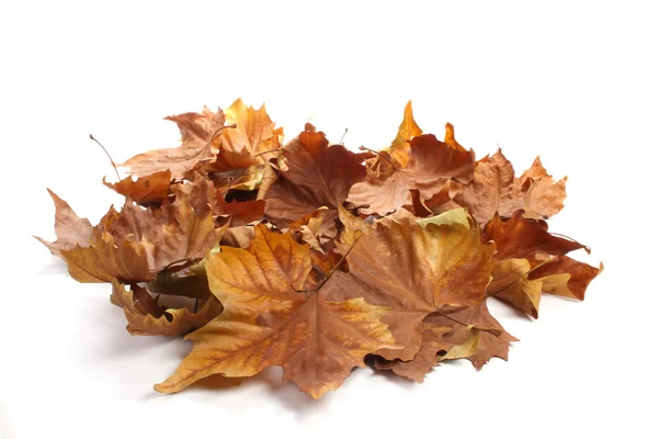 stock image A pile of colored autumn leaves on a white background