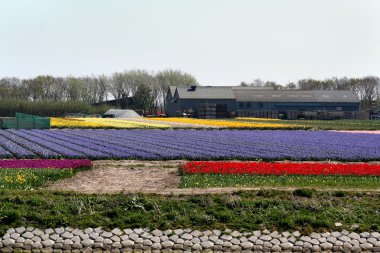 laleler ve Hollandalı peyzaj çiçek Ampul ampul alanları